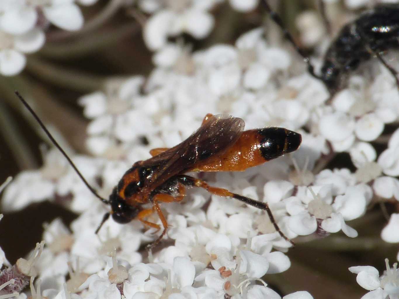 Piccolo Ichneumonidae?